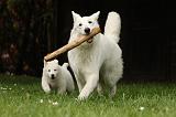 BERGER BLANC SUISSE - ADULTS ET PUPPIES 037